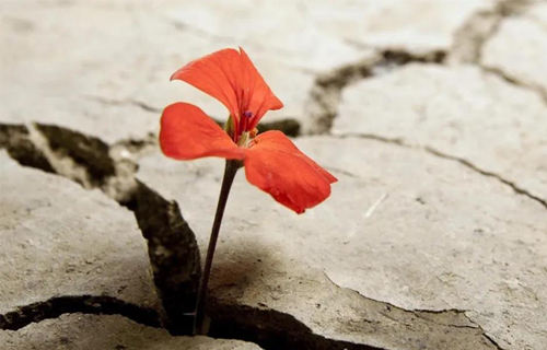 疫情过后，他们的心理创伤谁来抚平？