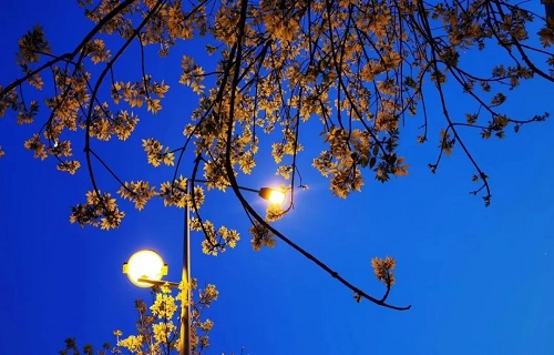 太阳落山就烦躁？或是“日落综合征”在作祟！