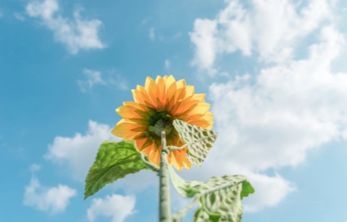 如何走出精神疾病困扰？药物之外，坚持做到这5点